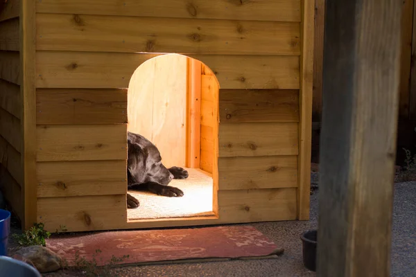 Schwarzer Labrador Retriever Hund Schläft Hundehaus — Stockfoto