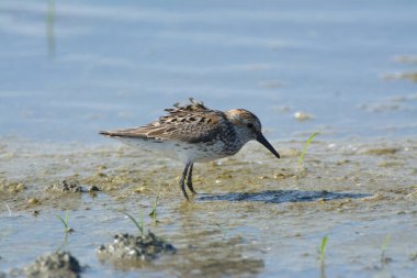 Gölün bataklığında gün ışığında çulluk kuşu beslemenin yan görüntüsü