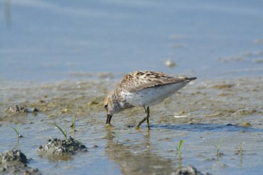 Sadece bataklık suyunda beslenen küçük kum kuşunun yan görüntüsü