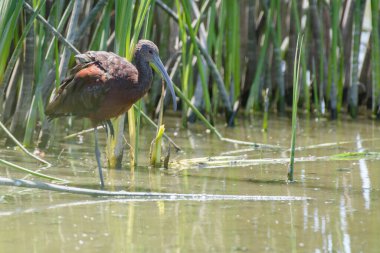 Güneş ışığında bataklık suyunda duran uzun gagalı parlak aynak manzarası