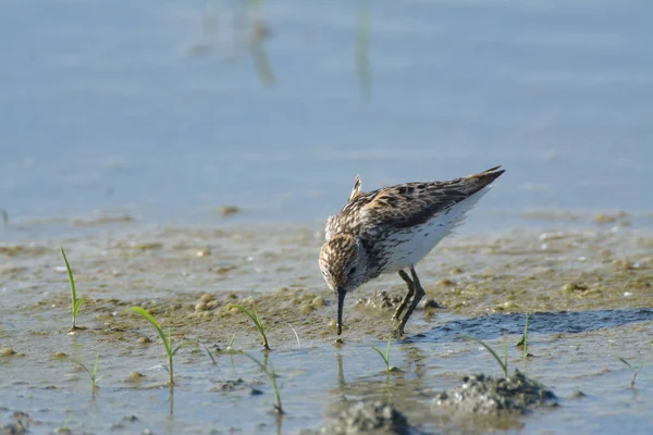 Sandpiper Pássaro Com Plumagem Simples Alimentando Água Pântano — Fotografia de Stock