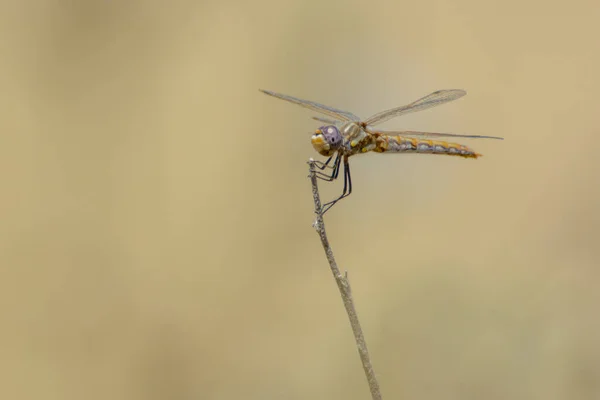 Orange Purple Eyed Dragonfly Perched Small Dead Stick — Stock Photo, Image