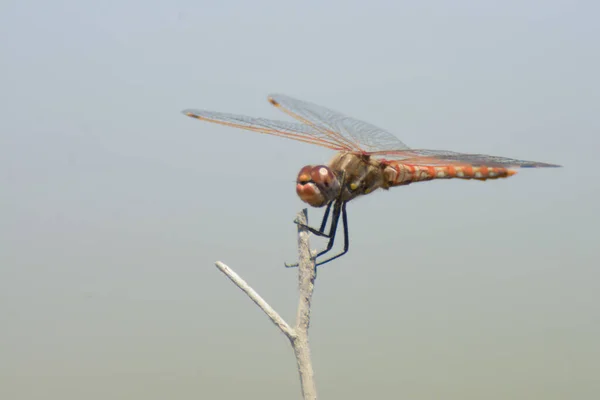 Closeup Shot Single Colorful Dragonfly Small Twig — Stock Photo, Image