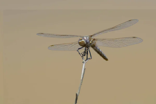 Closeup Shot Dragonfly Transparent Wings Sitting Twig — Stock Photo, Image