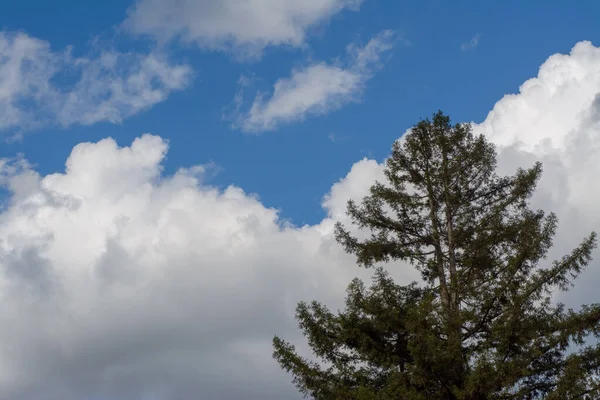 Natuur Boom Sequoia Hemel Wolken Blauwe Blauwe Hemel Hoog — Stockfoto