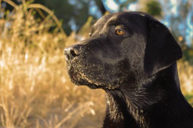 Büyük siyah labrador Retriever köpek portresi