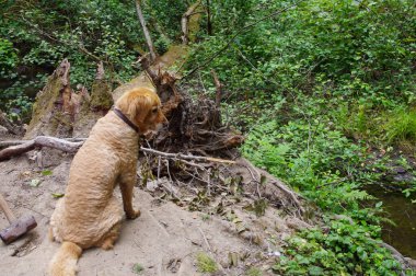 Golden Retriever oturuyor ve ormana bakıyor.