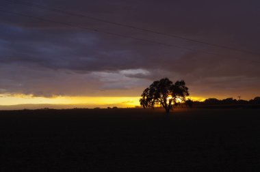 Kırsalda bir meşe ağacının arkasında gün batımı