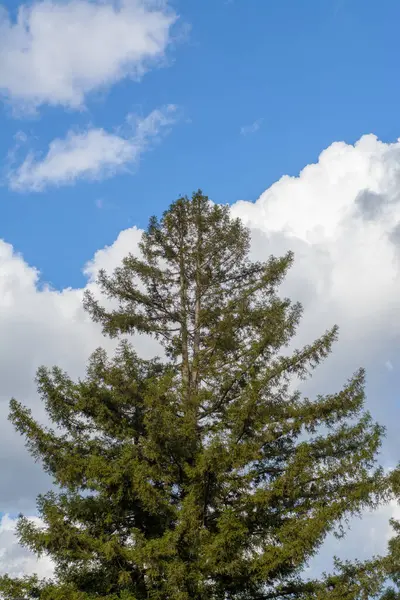 Rode Houtboom Met Blauwe Lucht Witte Gezwollen Wolken — Stockfoto