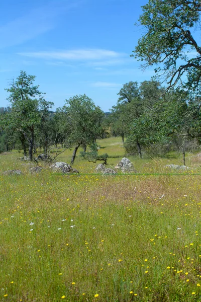 カリフォルニアはオークの木のある丘陵の野草の牧草地 — ストック写真