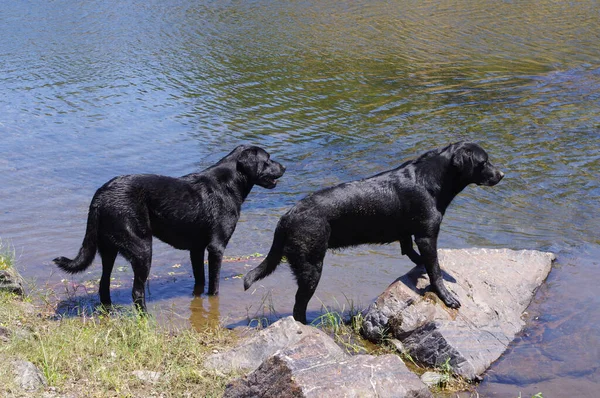 Twee Zwarte Labradors Klaar Het Water Springen — Stockfoto
