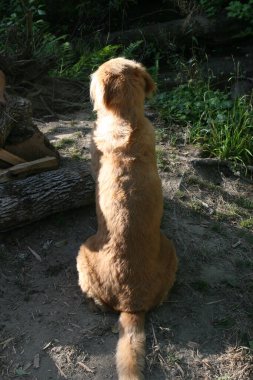 Golden Retriever oturuyor ve ormana bakıyor.