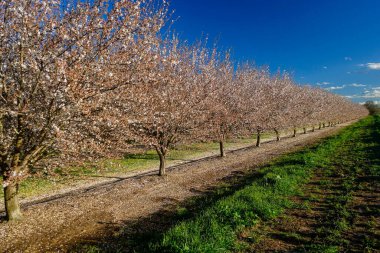 Badem bahçesi pembe beyaz çiçeklerle dolu.