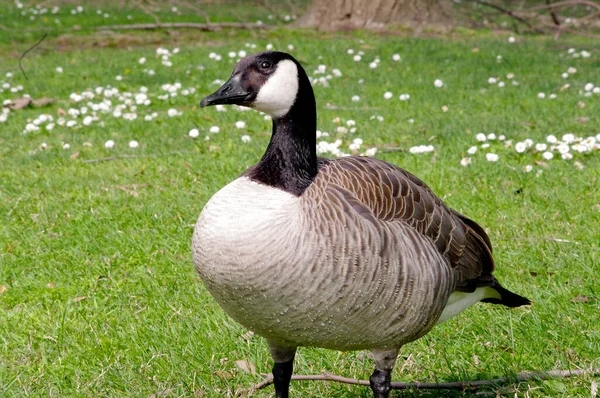 Canadian Goose Standing Looking Waterfowl — Stock Photo, Image