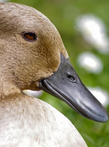 Brown Duck Face Portrait — 스톡 사진