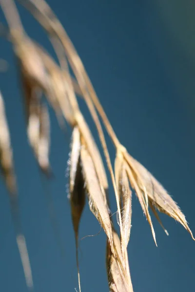 wild oats plant close up