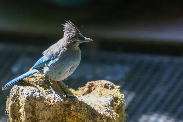 Stellers Eichelhäher Vogel Blau Auf Einem Holzpfosten — Stockfoto
