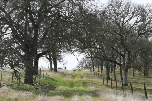 Árboles Que Crecen Camino Colgante — Foto de Stock