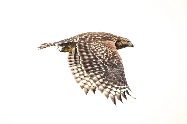 空を飛ぶように 赤い肩の鷹が翼を下に羽ばたき — ストック写真