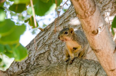 Ağaçtaki tilki sincabı