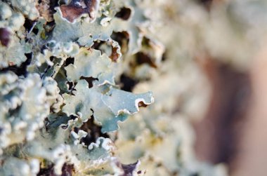 Yosun büyümesini kapat