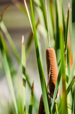 Kedi kuyruğu sazlıkları yandı.