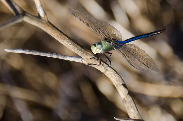 Blue Green Dragonfly Perched — Stock Photo, Image