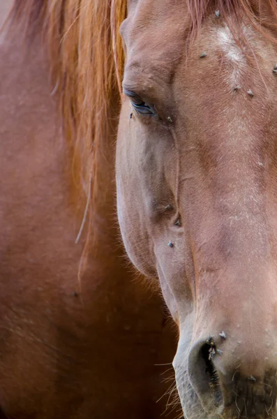 Άλογο Πρόσωπο Κοντινό Πλάνο Λυπημένος Μύγες — Φωτογραφία Αρχείου