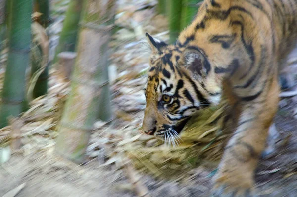 Young Tiger running through bamboo forest