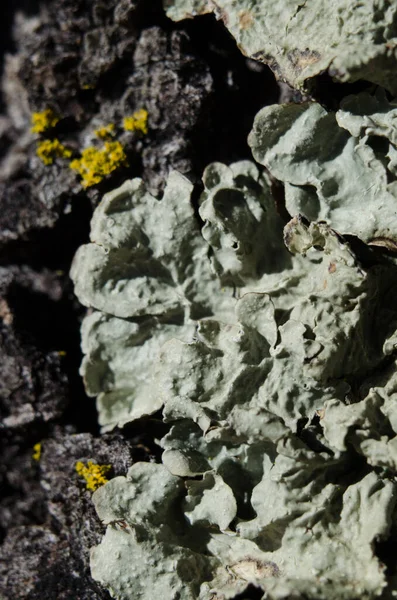 stock image Lichen growing on an oak tree bark macro close up