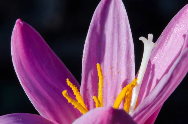 背の高い黄色と白の茎を持つピンクの花 — ストック写真