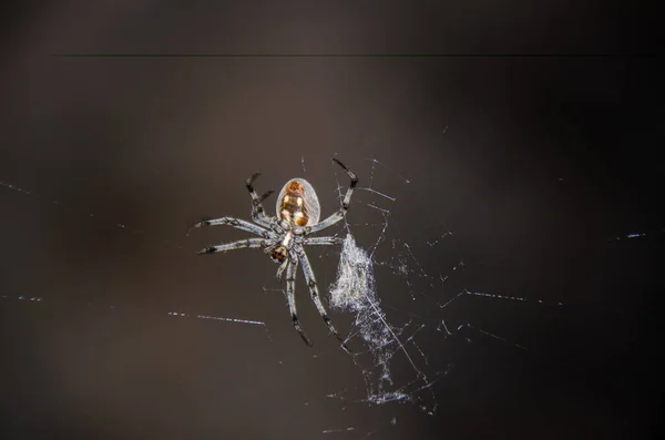 Grey Spider Weaving Web — Stock Photo, Image