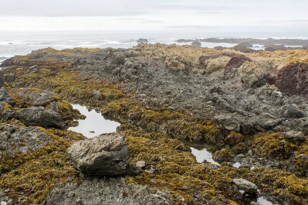 Низький Приплив Океану Виявляє Скелястий Берег Ламінат — стокове фото