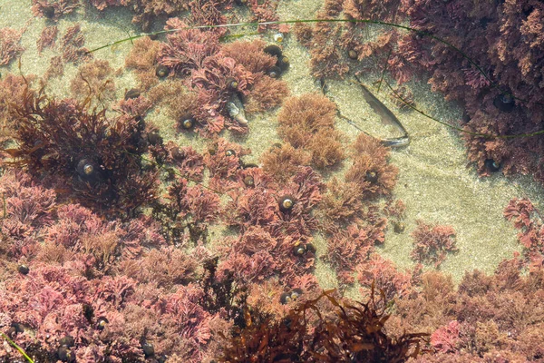 Small Tide Pool Intertidal Ecosystem — Stock Photo, Image