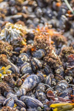 Deniz yosunlarıyla kaplı harika deniz kabuklarının yakın plan çekimi.