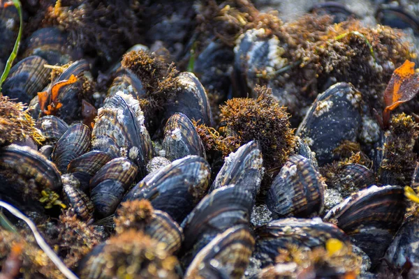 Sebuah Mussel Tempat Tidur Padat Dikemas Terkena — Stok Foto