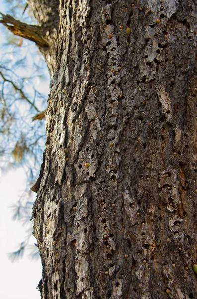 Pecker Drzewa Żołędzi Umieszcza Żołędzie Pniu Drzewa — Zdjęcie stockowe