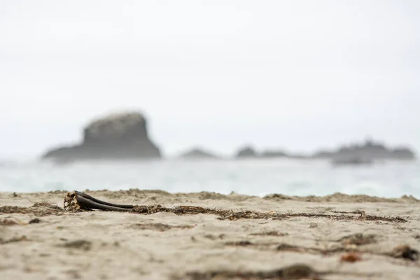 Zandstrand Met Kelp Wazige Achtergrond — Stockfoto