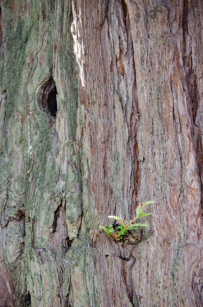 Kora Pnia Drzewa Sekwoi — Zdjęcie stockowe