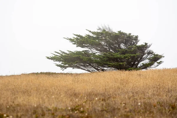 Monterey Ceder Boom Met Mist Gras Weide — Stockfoto