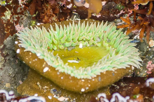 Two Green sea anemones underwater open