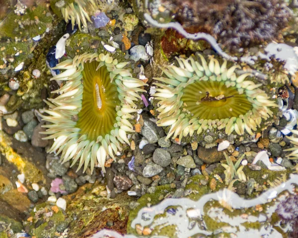 Two Green Sea Anemones Underwater Open — Stock Photo, Image