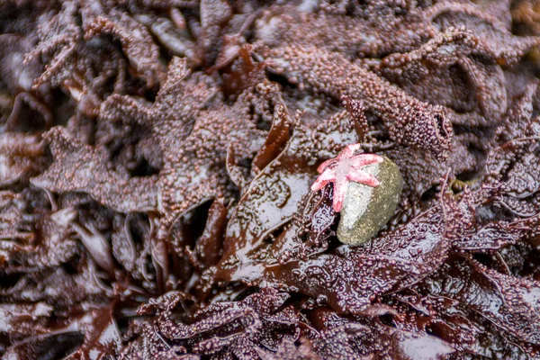 Tiny pink starfish surrounded by purple kelp seaweed