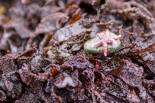 Tiny pink starfish surrounded by purple kelp seaweed