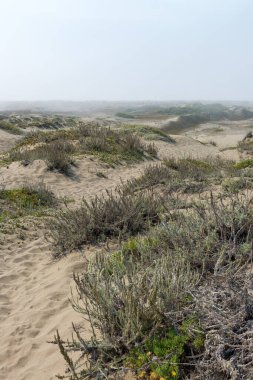 Kum tepeleri sis ve bitki örtüsü 10 mil sahil kalesi bragg California 'da