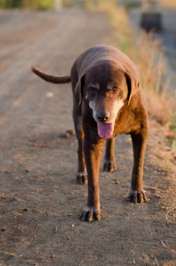 Çikolata Labrador, yürüme, yorgunluk, yaşlılık, çikolata, kahverengi, labrador, köpek, köpek, hayvan, yaşlı, sevimli, evcil, melez, arkadaş, tapılası, itaatkar, evcil, yetişkin, yoldaş, mutluluk, neşeli, nefes nefese