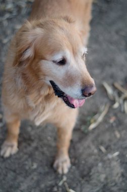 Golden Retriever portresi duruyor.