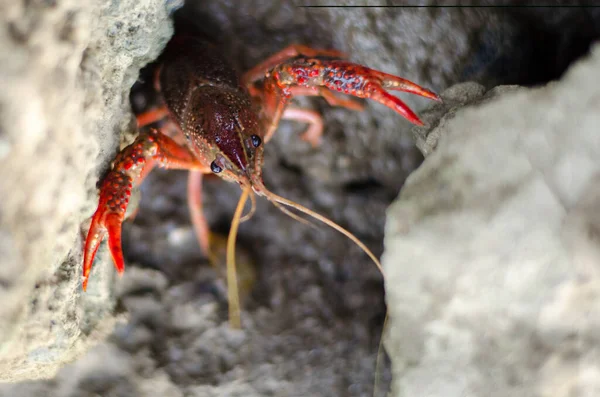 Crayfish Crawdad Arms Wide Open — Stok Foto