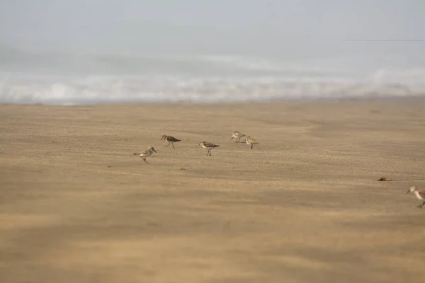 Pluvier Oiseaux Rivage Survolant Brouillard Plage — Photo