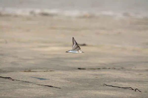 Plover Shore Aves Voando Sobre Névoa Praia — Fotografia de Stock